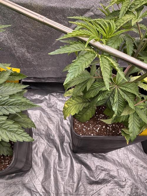 King a Chew. Week 4