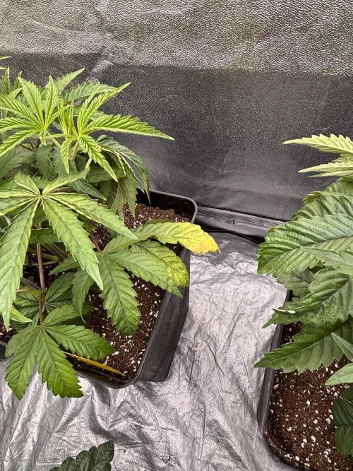King a Chew. Week 4