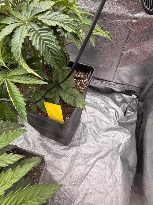 King a Chew. Week 4