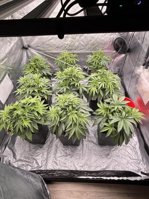 King a Chew. Week 4 - Komplet ;) 