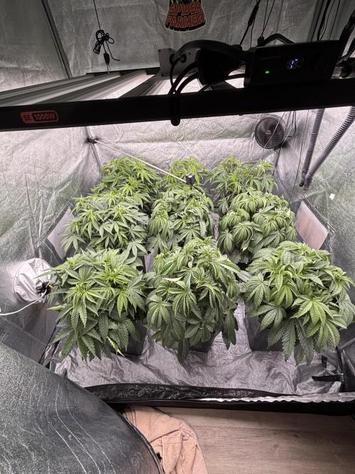 King a Chew. Week 5 - Komplet