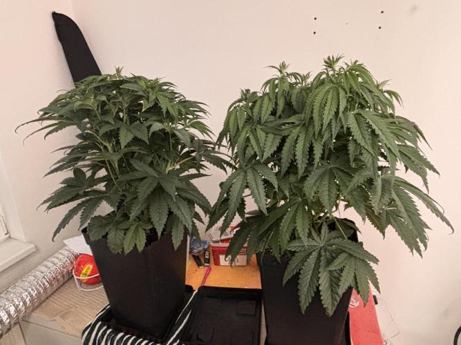 King a Chew. Week 6