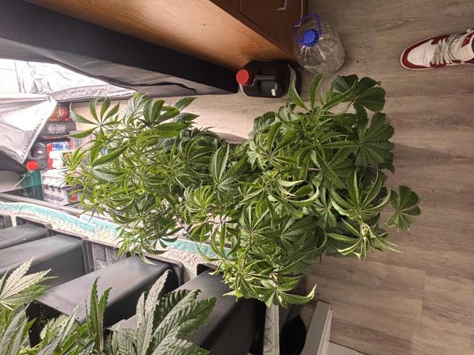 King a Chew. Week 6