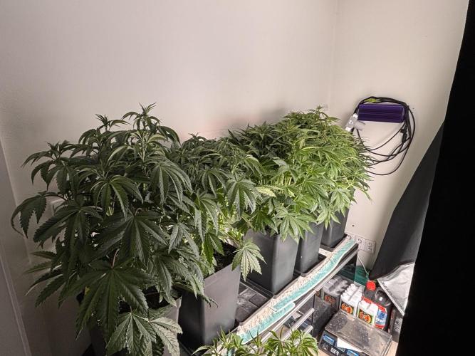King a Chew. Week 6