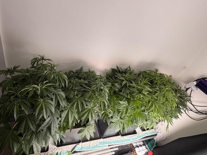 King a Chew. Week 6