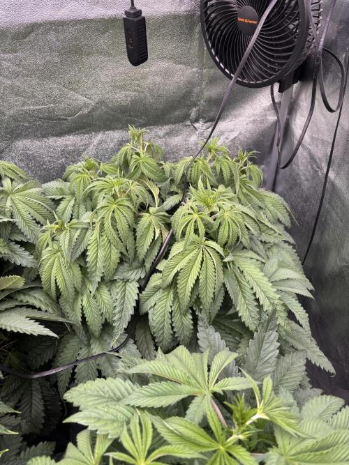 King a Chew. Week 6