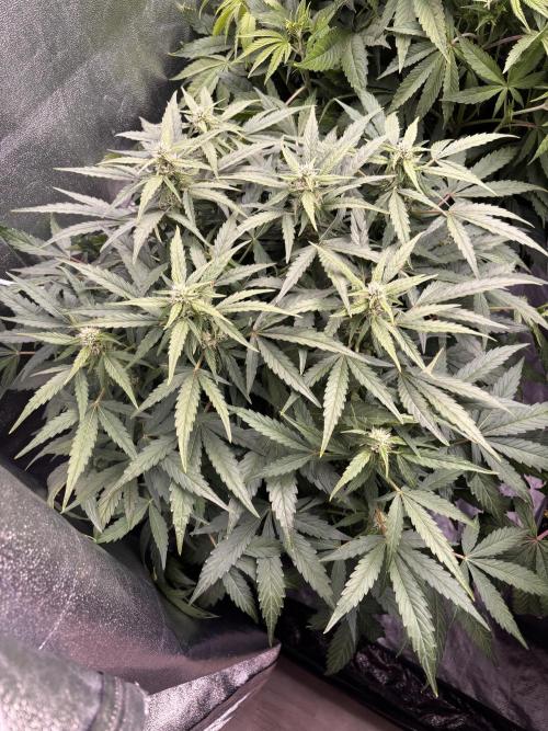 King a Chew. Week 6