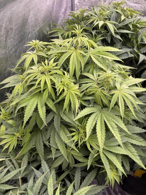 King a Chew. Week 6