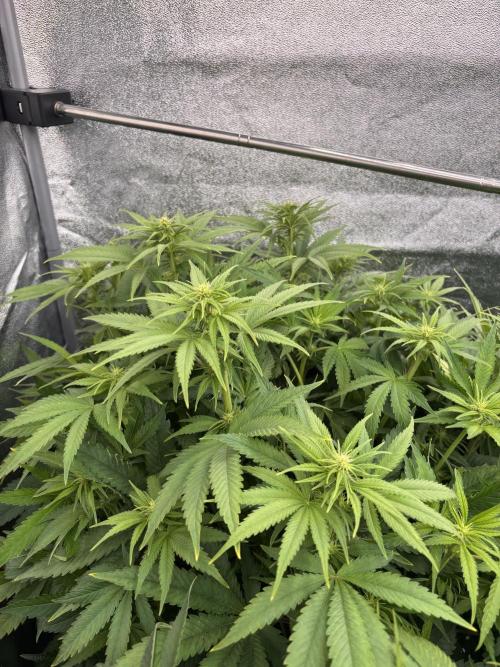 King a Chew. Week 7 - Chew
