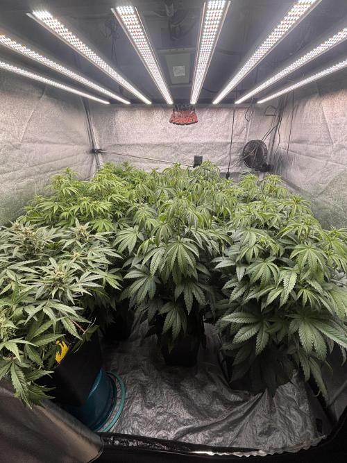 King a Chew. Week 7 - Komplet