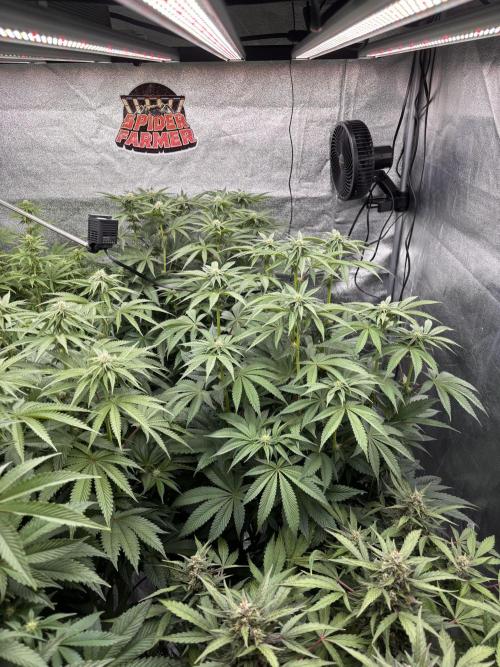 King a Chew. Week 8