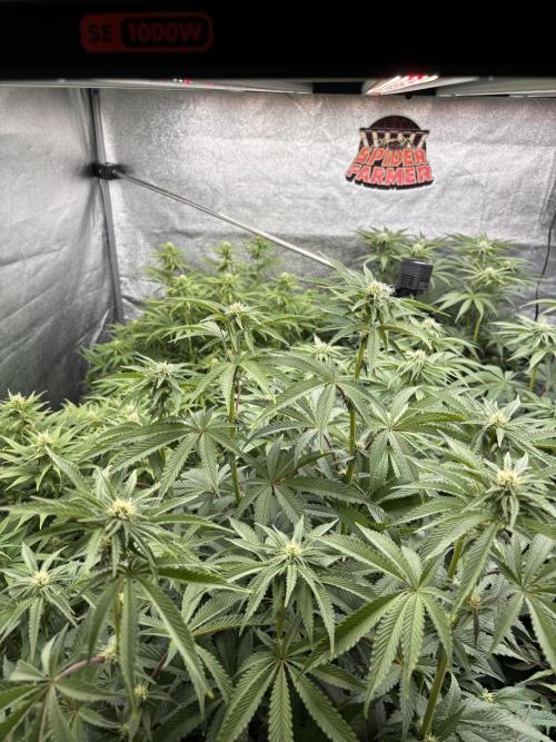 King a Chew. Week 8