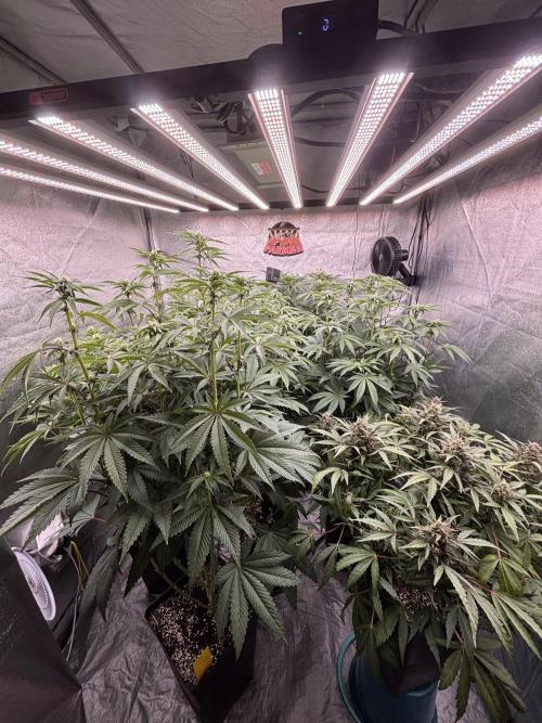 King a Chew. Week 8