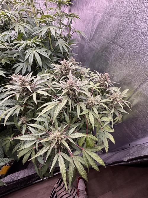 King a Chew. Week 8