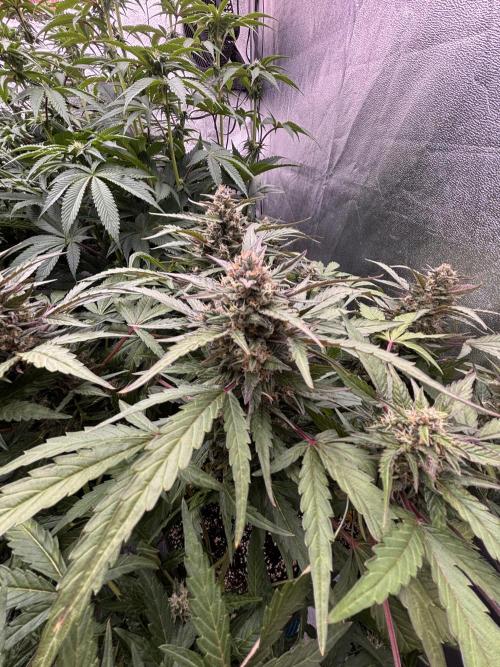 King a Chew. Week 8