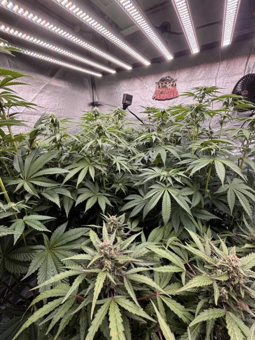 King a Chew. Week 8