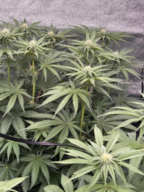 King a Chew. Week 8
