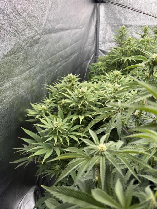 King a Chew. Week 8
