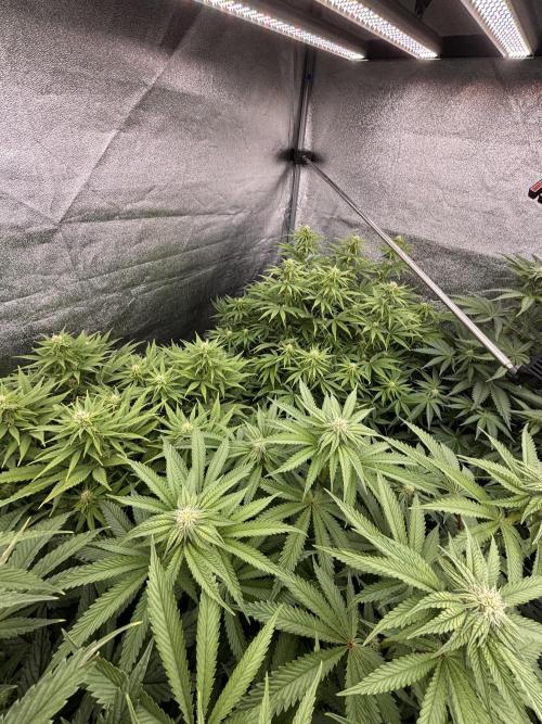 King a Chew. Week 8