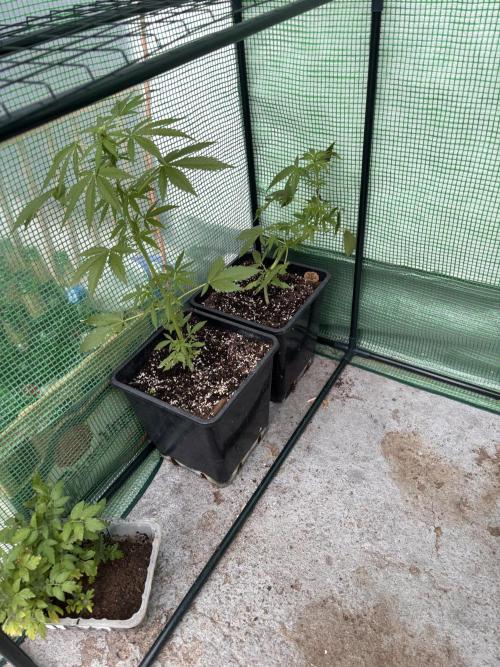 Outdoor. Week 4