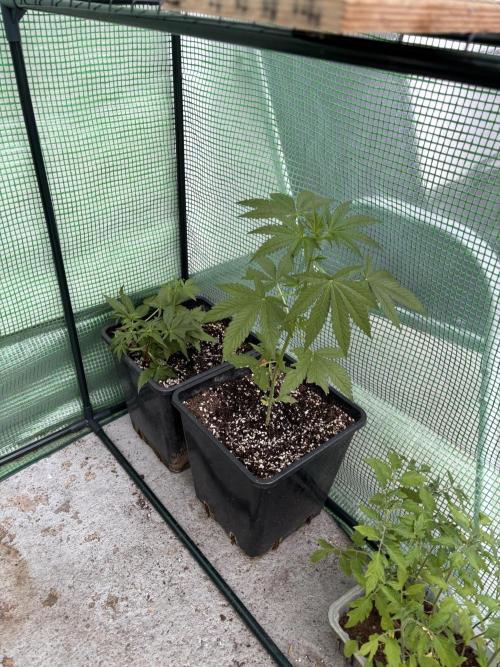 Outdoor. Week 4