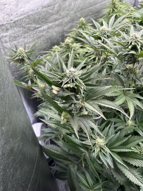 King a Chew. Week 9