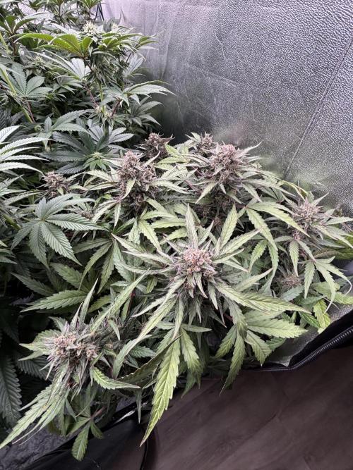 King a Chew. Week 9