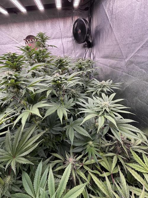 King a Chew. Week 9