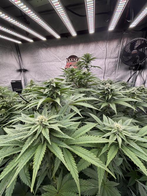 King a Chew. Week 9
