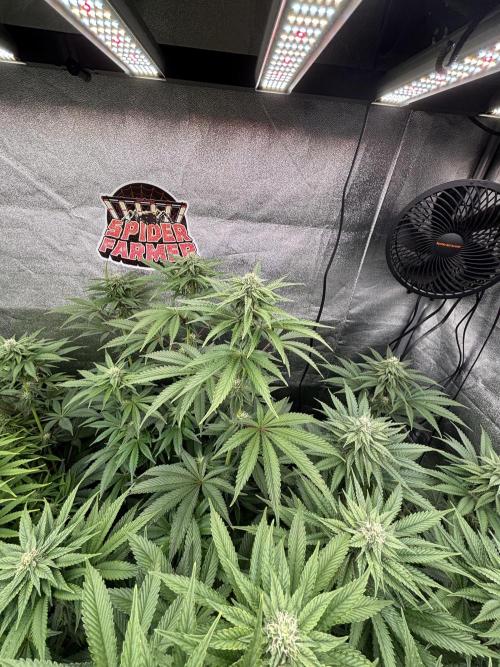 King a Chew. Week 9