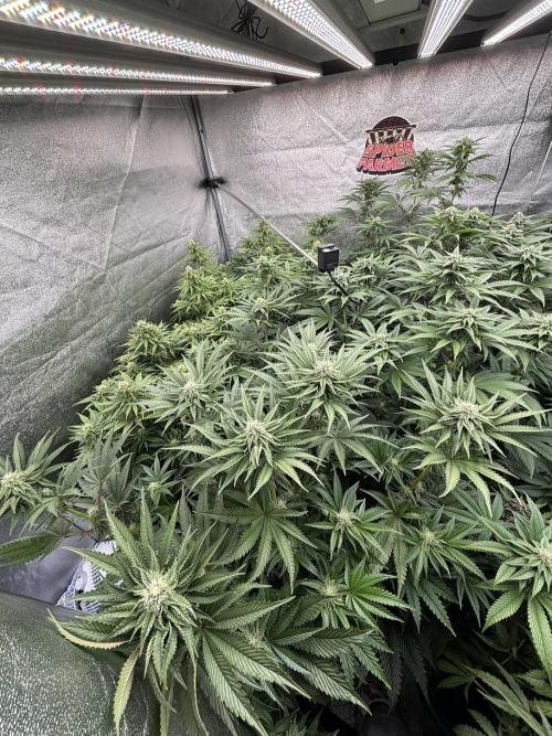 King a Chew. Week 9