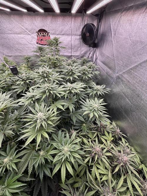 King a Chew. Week 9
