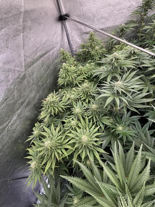 King a Chew. Week 9