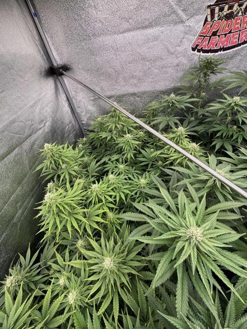 King a Chew. Week 9