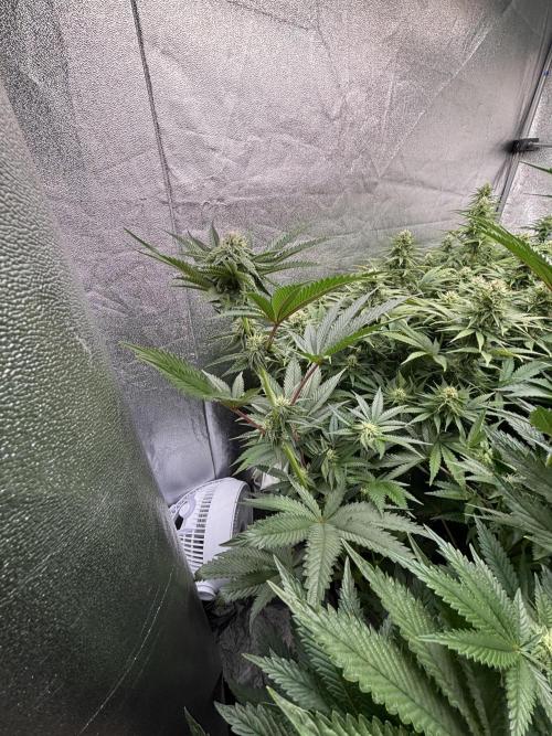 King a Chew. Week 9