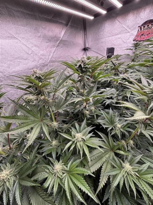 King a Chew. Week 9