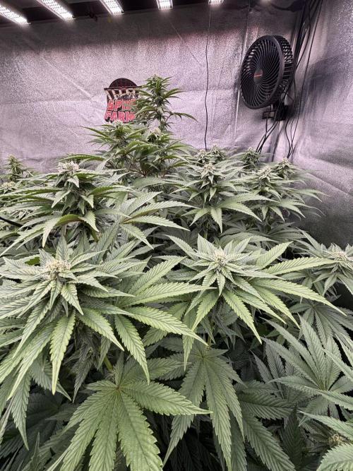 King a Chew. Week 9