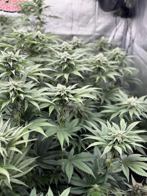 King a Chew. Week 9