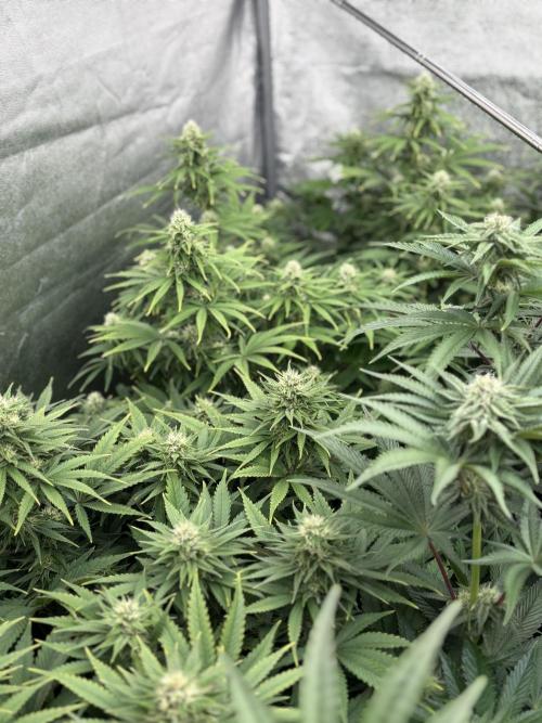 King a Chew. Week 9