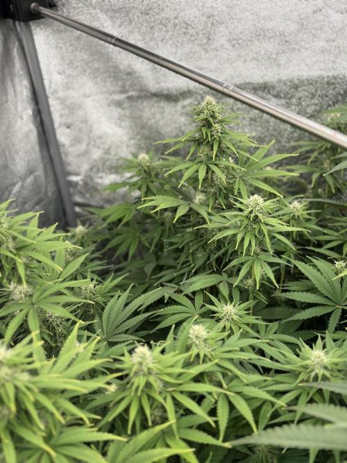 King a Chew. Week 9
