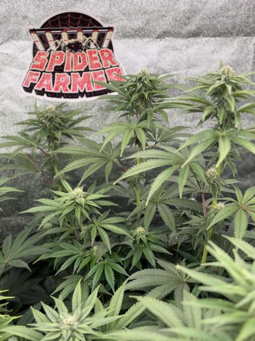 King a Chew. Week 9