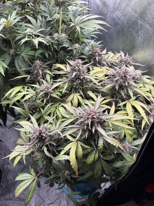King a Chew. Week 10