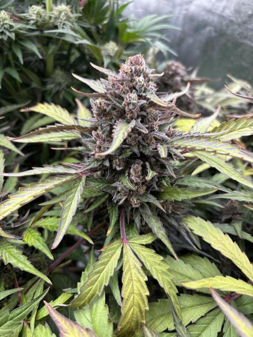 King a Chew. Week 10