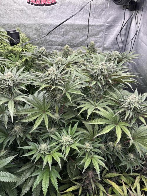 King a Chew. Week 10