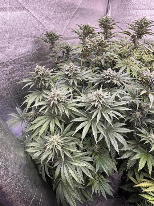 King a Chew. Week 10