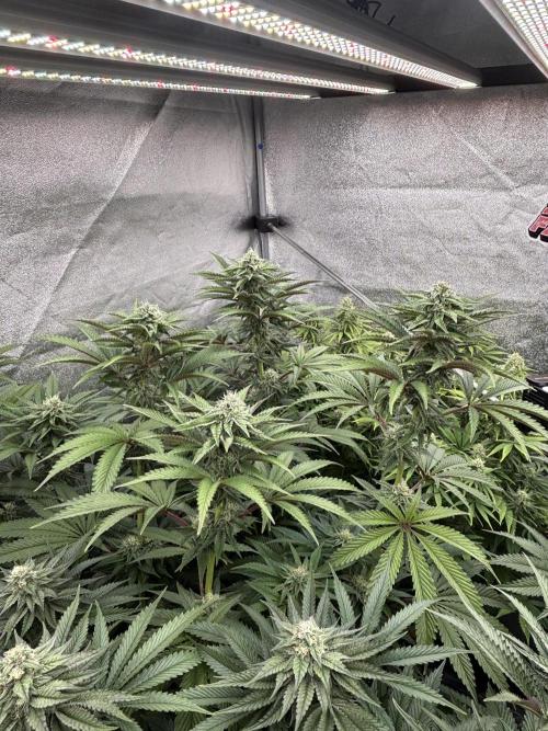 King a Chew. Week 10