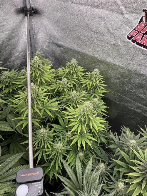 King a Chew. Week 10