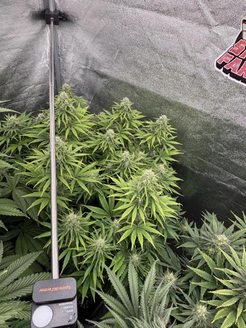 King a Chew. Week 10