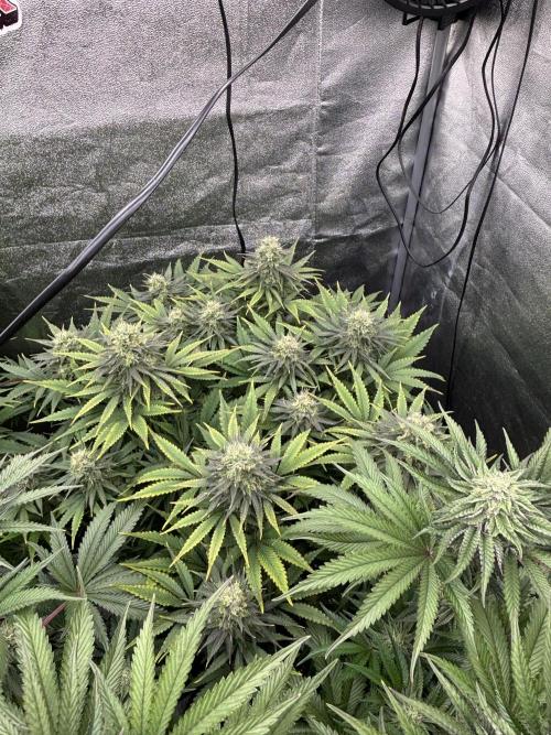 King a Chew. Week 10