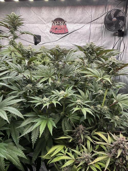 King a Chew. Week 10